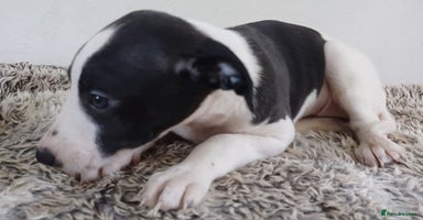 Whippet dogs - Advert 14