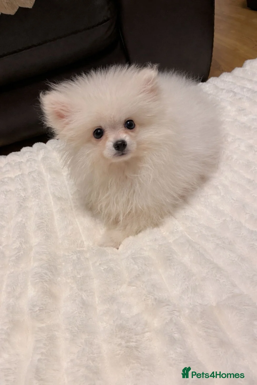 Pomeranian dogs for sale: Stunning little Pomeranian KC white Boy - Advert 9