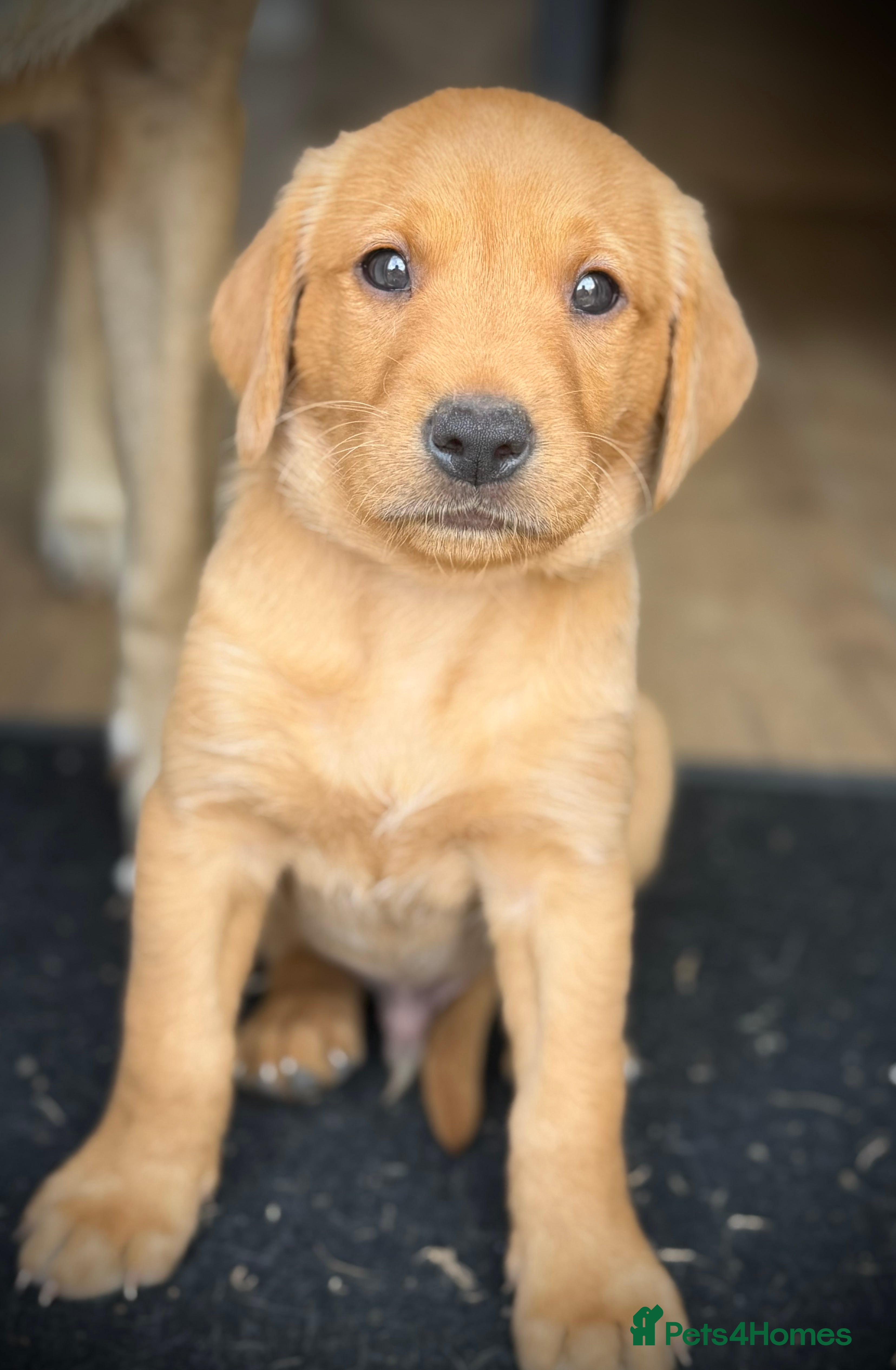 Labrador Retriever dogs Exceptional Labrador puppies  - Advert 2