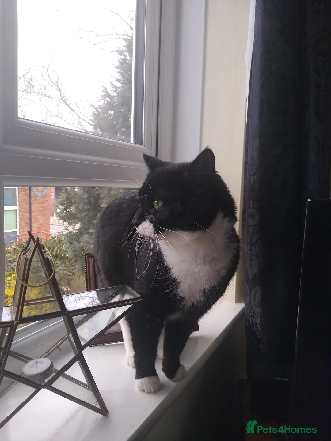 Mixed Breed cats for sale: Black and white male 2 years - Advert 2