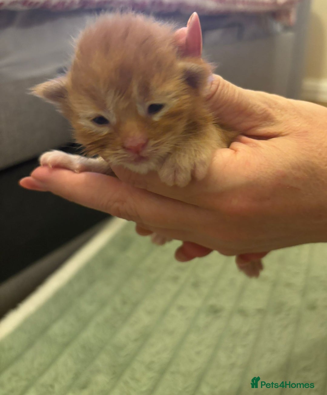 Maine Coon cats for sale: ARIODREAMMAINECOON  - Image 2