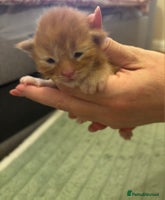 Maine Coon cats - Advert 13