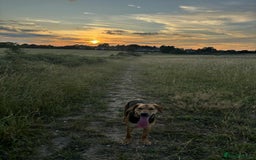 Mixed Breed dogs for adoption: LUNA - 9 months old, Adorable Girl Hound Mix Pup - Image 12