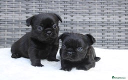 Mixed Breed dogs for sale: French bulldog X imperial shih tzu  - Image 1