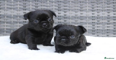 Mixed Breed dogs - Advert 10