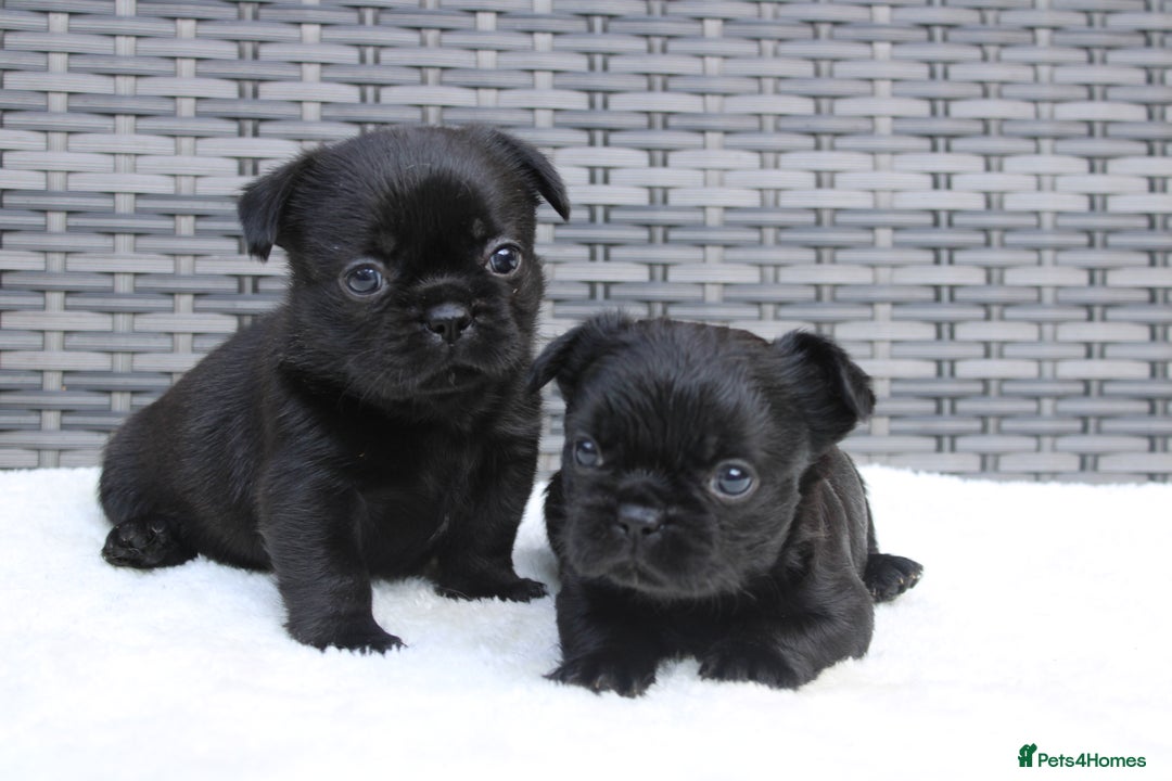 Mixed Breed dogs for sale: French bulldog X imperial shih tzu  - Image 1
