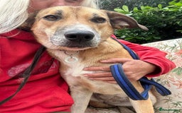 Mixed Breed dogs for adoption: Sara - Norwich Norfolk  - Image 3