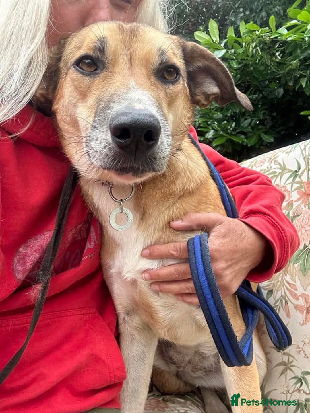 Mixed Breed dogs for adoption: Sara - Norwich Norfolk  - Image 3