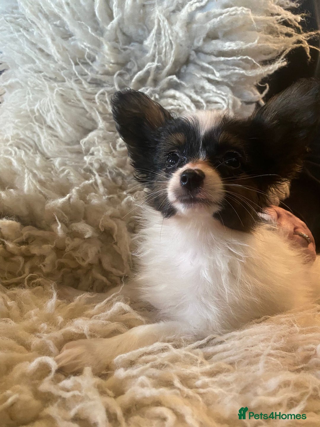 Papillon dogs for sale: Kennel Club registered Papillons - Advert 7