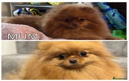 Pomeranian dogs for sale: True to type Pomeranian Puppies  - Image 18