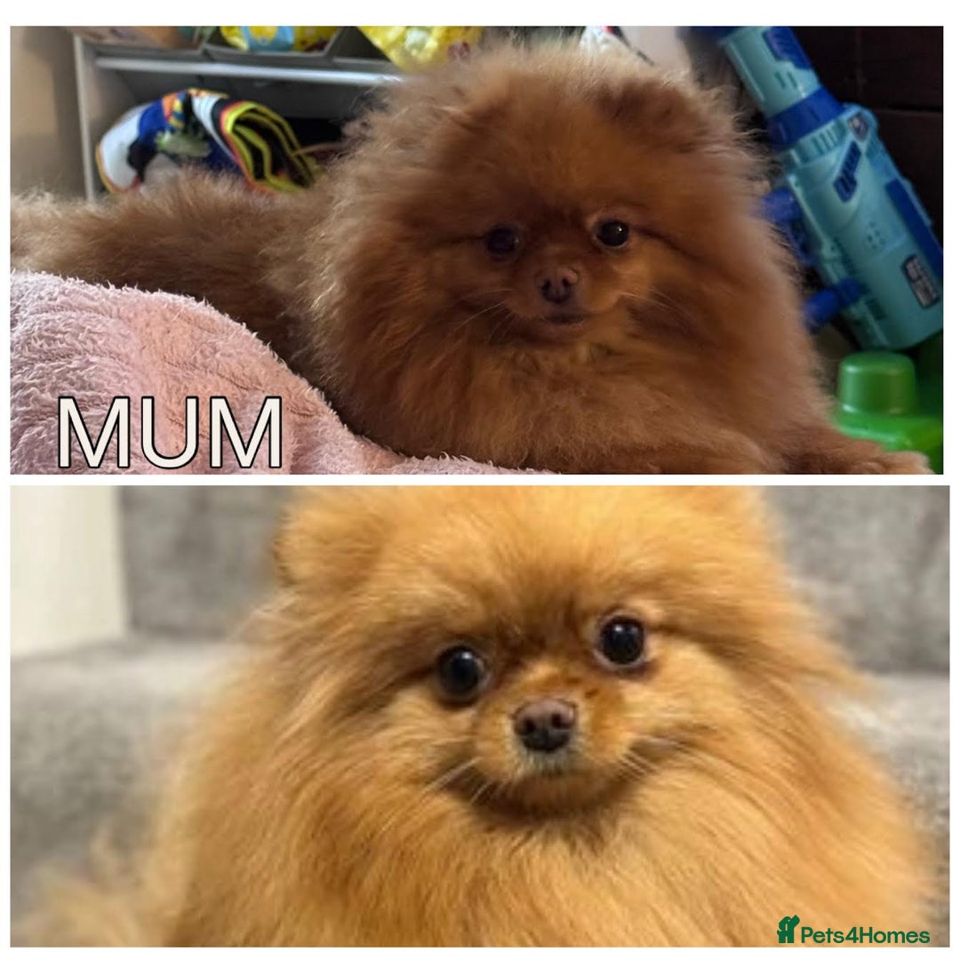 Pomeranian dogs for sale: True to type Pomeranian Puppies  - Image 18