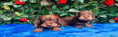Miniature Dachshund 2