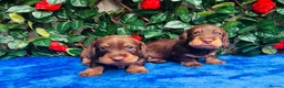 Miniature Dachshund dogs for sale: A SUPERB LITTER OF MINI WIRE DACHS KC REG  - Advert 7