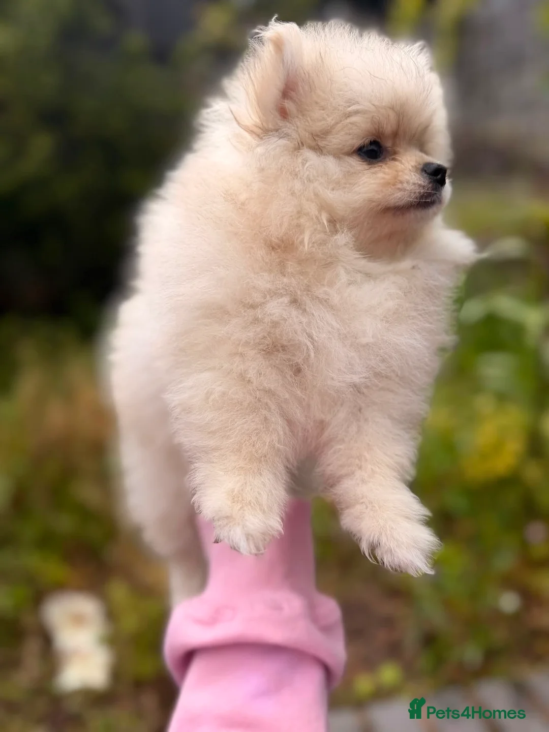 Pomeranian dogs for sale: Fluffy Sable Poms - Advert 18