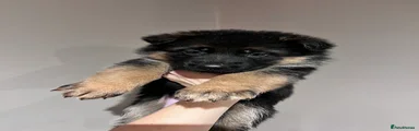 German Shepherd Puppy 9