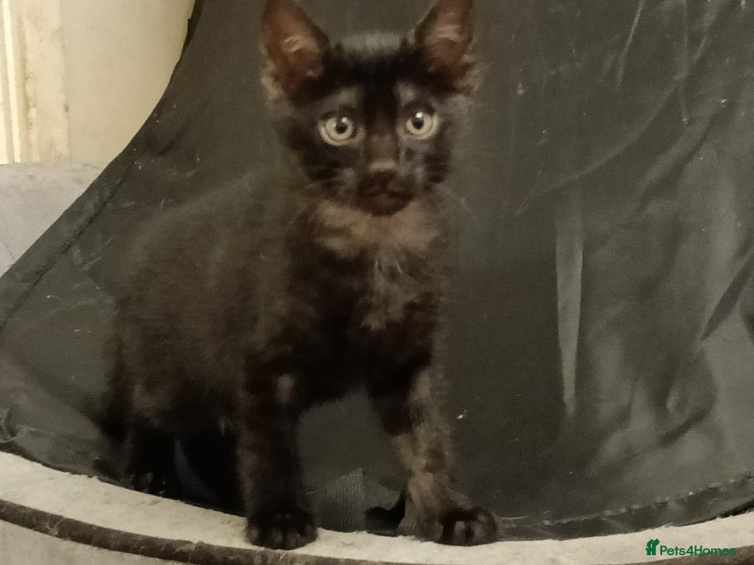 Bengal cats for sale: Bengal Mix Kittens High % Wild Asian Leopard Cat  - Image 19