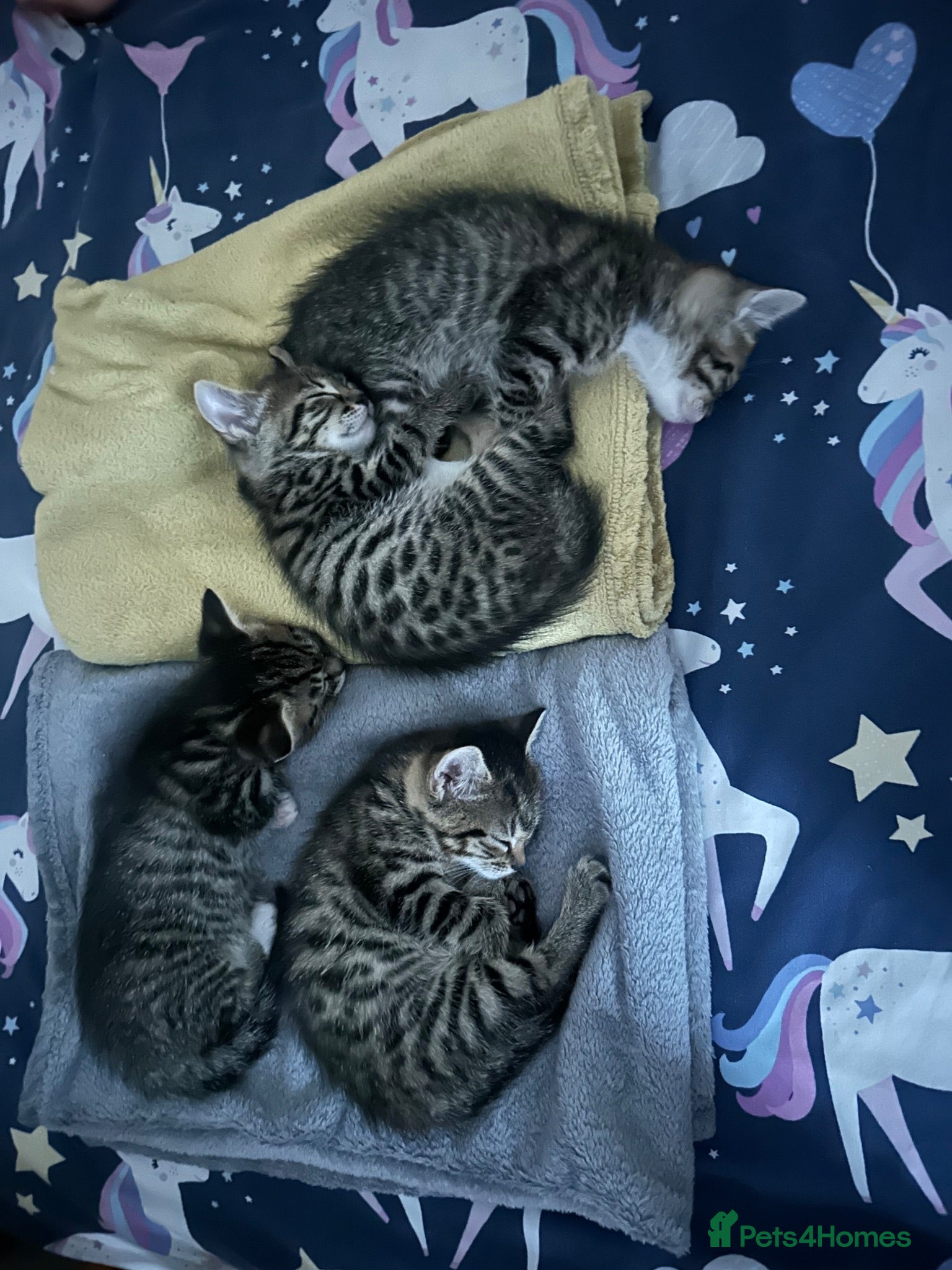 Mixed Breed cats 2 F & 2M mixed tabby kittens ready from September  - Advert 20