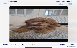 Shih Tzu dogs for sale: Last boy 💙 Stunning imperial boy ( ready now) in Houghton le Spring - Image 1