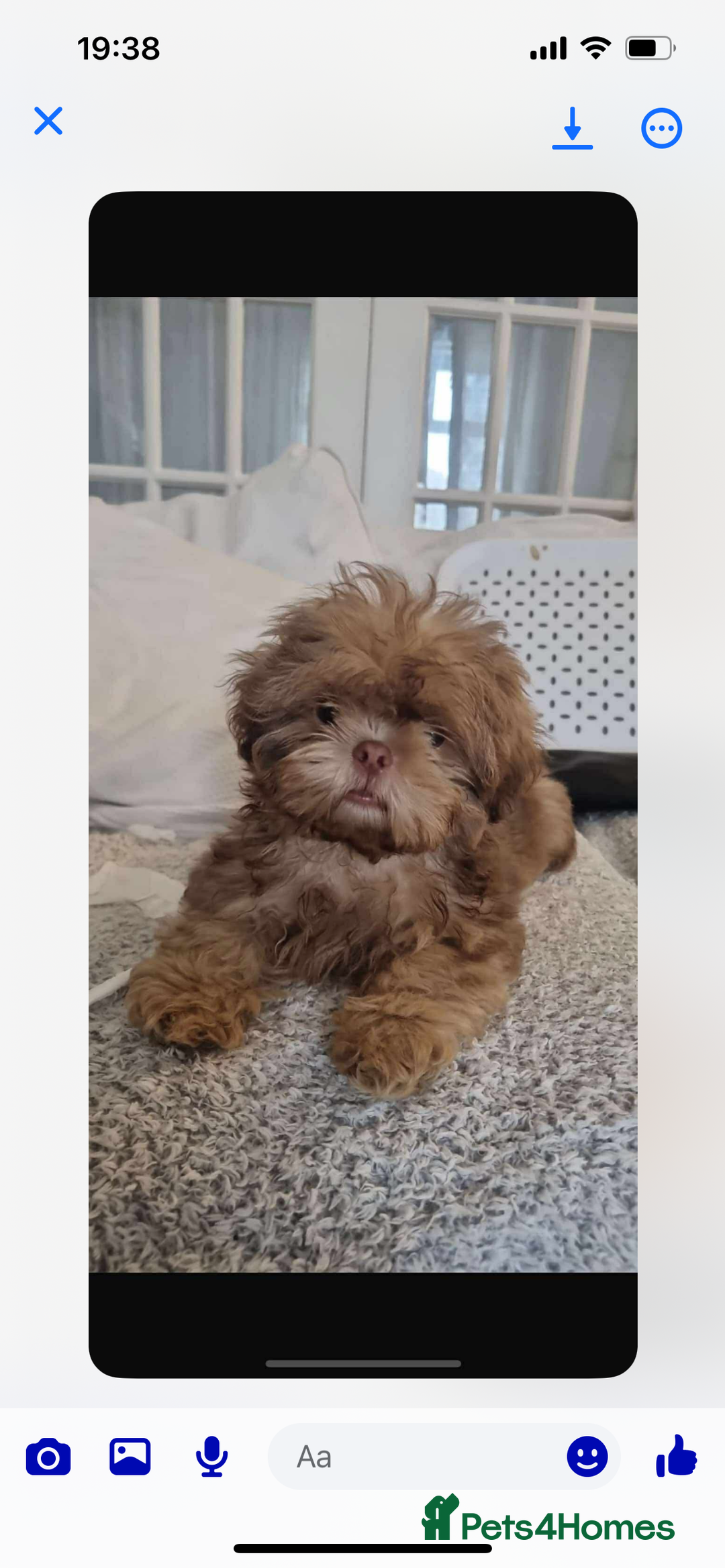 Shih Tzu dogs for sale: Last boy 💙 Stunning imperial boy ( ready now) in Houghton le Spring - Image 1