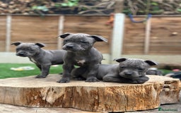 Staffordshire Bull Terrier dogs for sale: Quality Staffordshire Bull Terriers  - Image 10