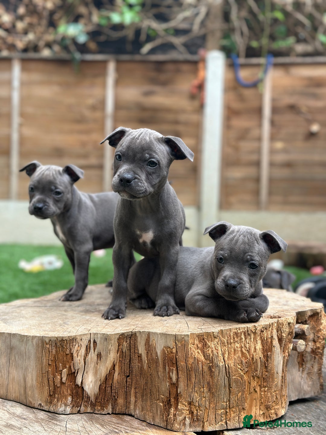 Staffordshire Bull Terrier dogs for sale: Quality Staffordshire Bull Terriers  - Image 10