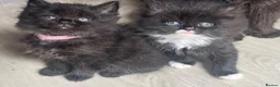 Persian cats for sale: Beautiful Persian x - Advert 5