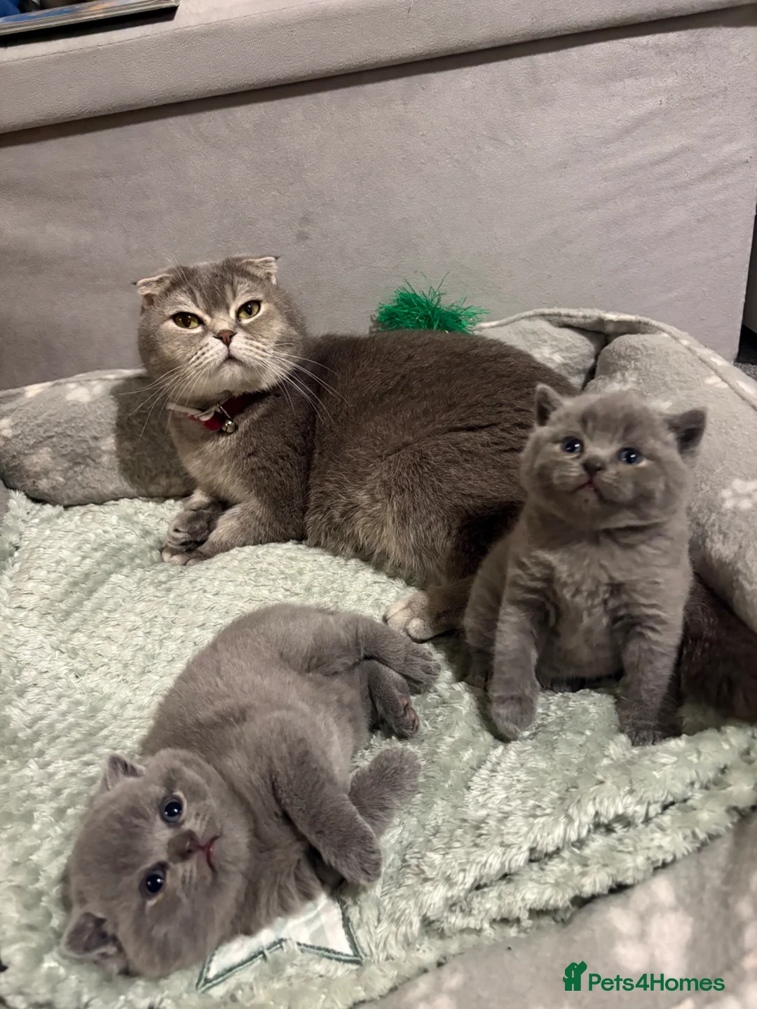 Scottish Fold cats for sale: Scottish fold kittens  - Advert 2