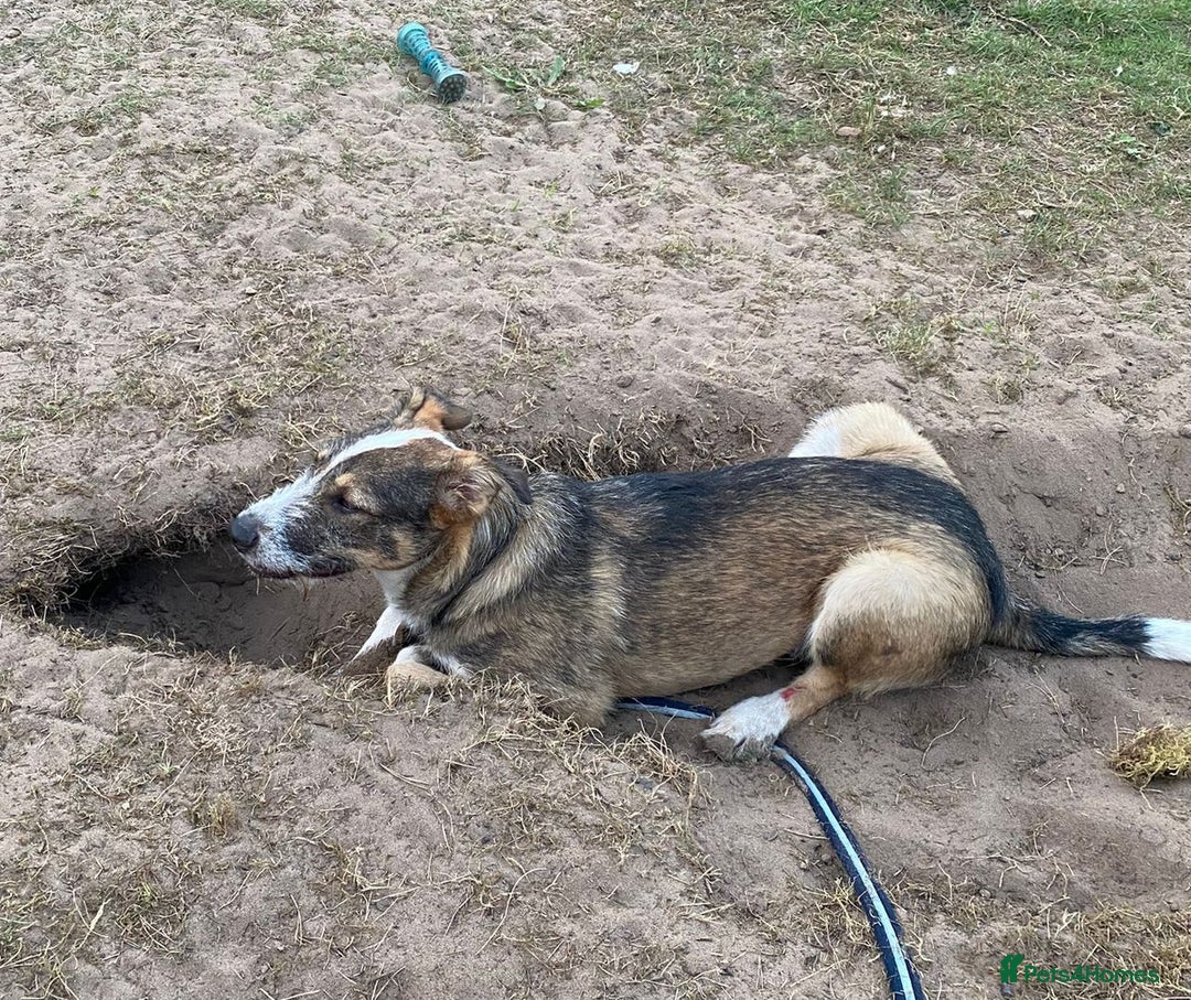 Mixed Breed dogs for adoption: 🐾💛 DIGBY – The Affectionate Big Softie! 💛🐾 - Advert 16