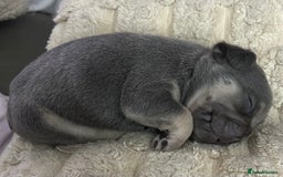 French Bulldog dogs for sale: French bulldog puppies  - Image 1
