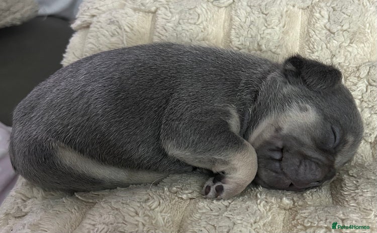 French Bulldog dogs - Advert 1