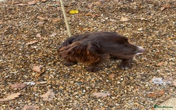 Cocker Spaniel dogs for sale: Working Cocker spaniel - Advert 6