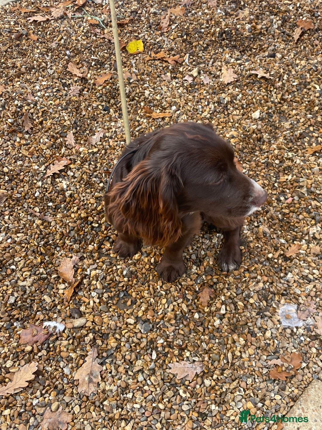 Cocker Spaniel dogs for sale: Working Cocker spaniel - Advert 6