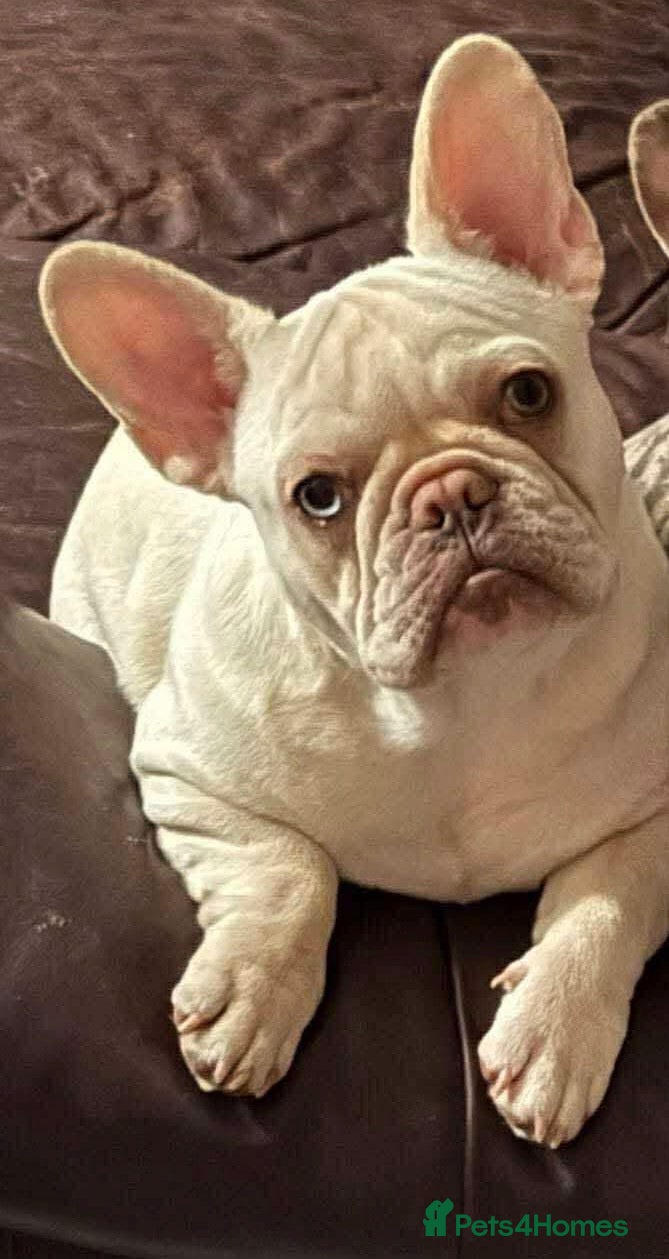 French Bulldog dogs Girl French Bulldog 11 months  - Advert 16