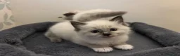 Ragdoll cats for sale: 🐾 Pure Ragdoll Kittens 🐾 in Exeter - Advert 11