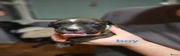 Mixed Breed dogs for sale: Boy and girl, staffy x American bulldog for sale in Huddersfield - Advert 14