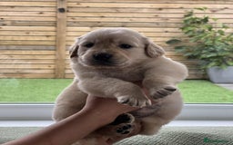 Golden Retriever dogs for sale: Golden Retriever Puppies. Health tested parents. - Image 22