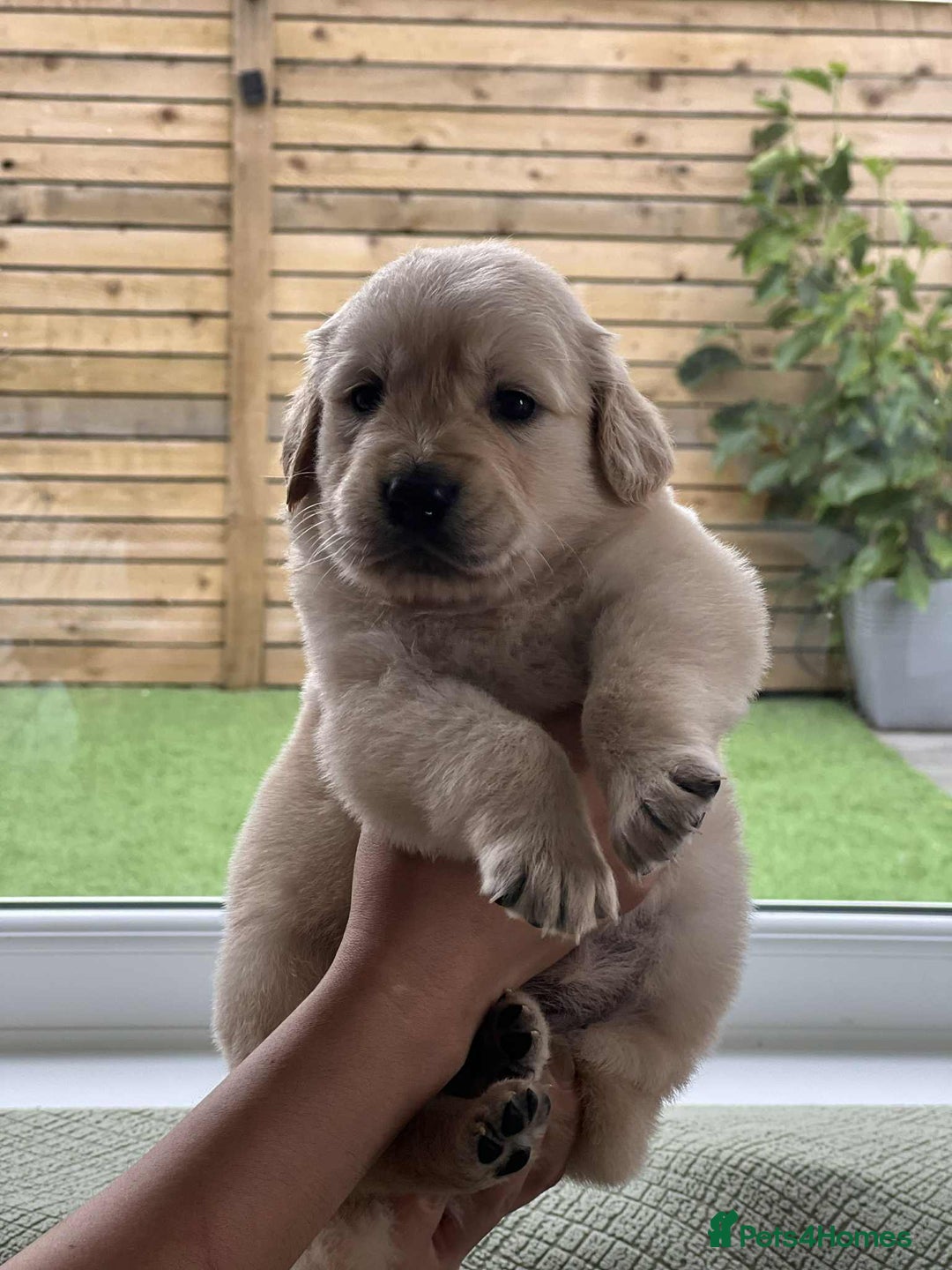 Golden Retriever dogs for sale: Golden Retriever Puppies. Health tested parents. - Image 22