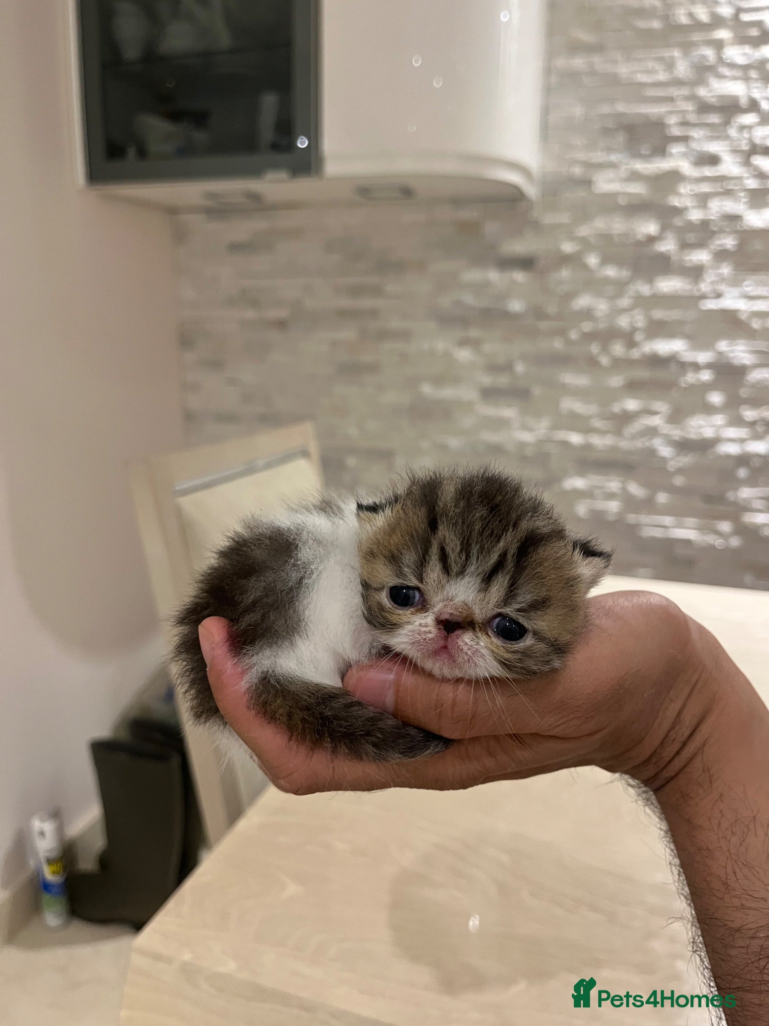 Exotic cats Show Quality Exotic kittens (TICA) - Advert 5