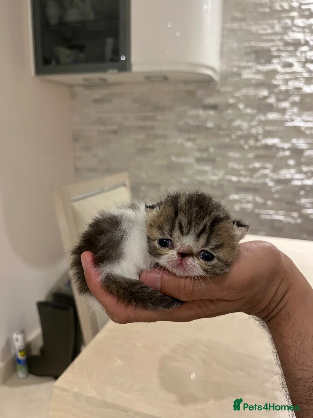 Exotic cats for sale: Show Quality Exotic kittens (TICA) - Advert 1