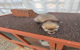 Ferret rodents for sale: Ferret Kits - Image 3