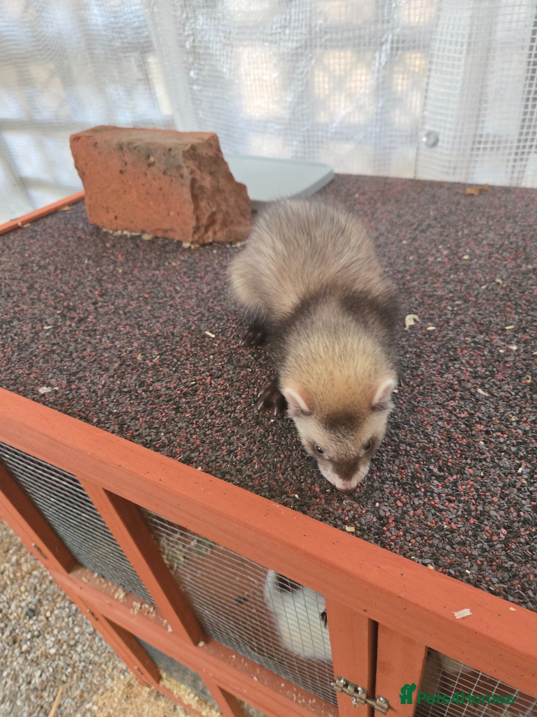 Ferret rodents for sale: Ferret Kits - Image 3