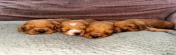 Cocker Spaniel dogs for sale: Outstanding Boys - Advert 15