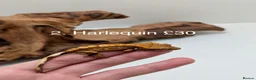 Gecko reptiles for sale: Stunning Mixed Morph Crested Gecko Babies! - Advert 3