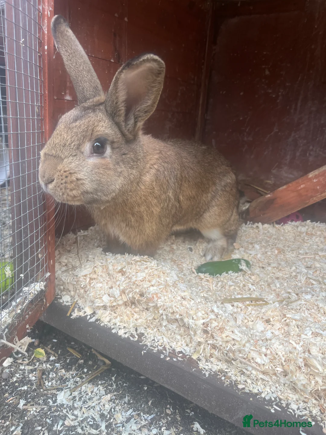 Lionhead rabbits for sale: Lionhead rabbits  in Oldham - Advert 1