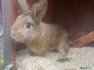 Lionhead rabbits Lionhead rabbits - Advert 1