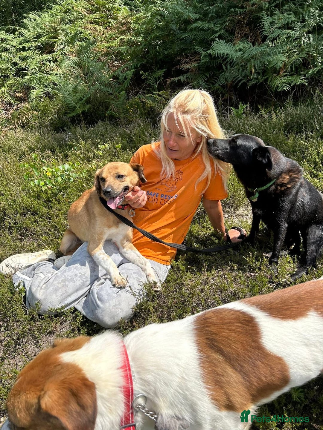 Mixed Breed dogs for adoption: Pony - Norwich Norfolk  - Image 15