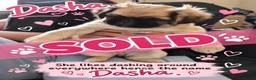 Pug dogs for sale: Very Rare long legged fluffy pugs in Hemel Hempstead - Advert 13