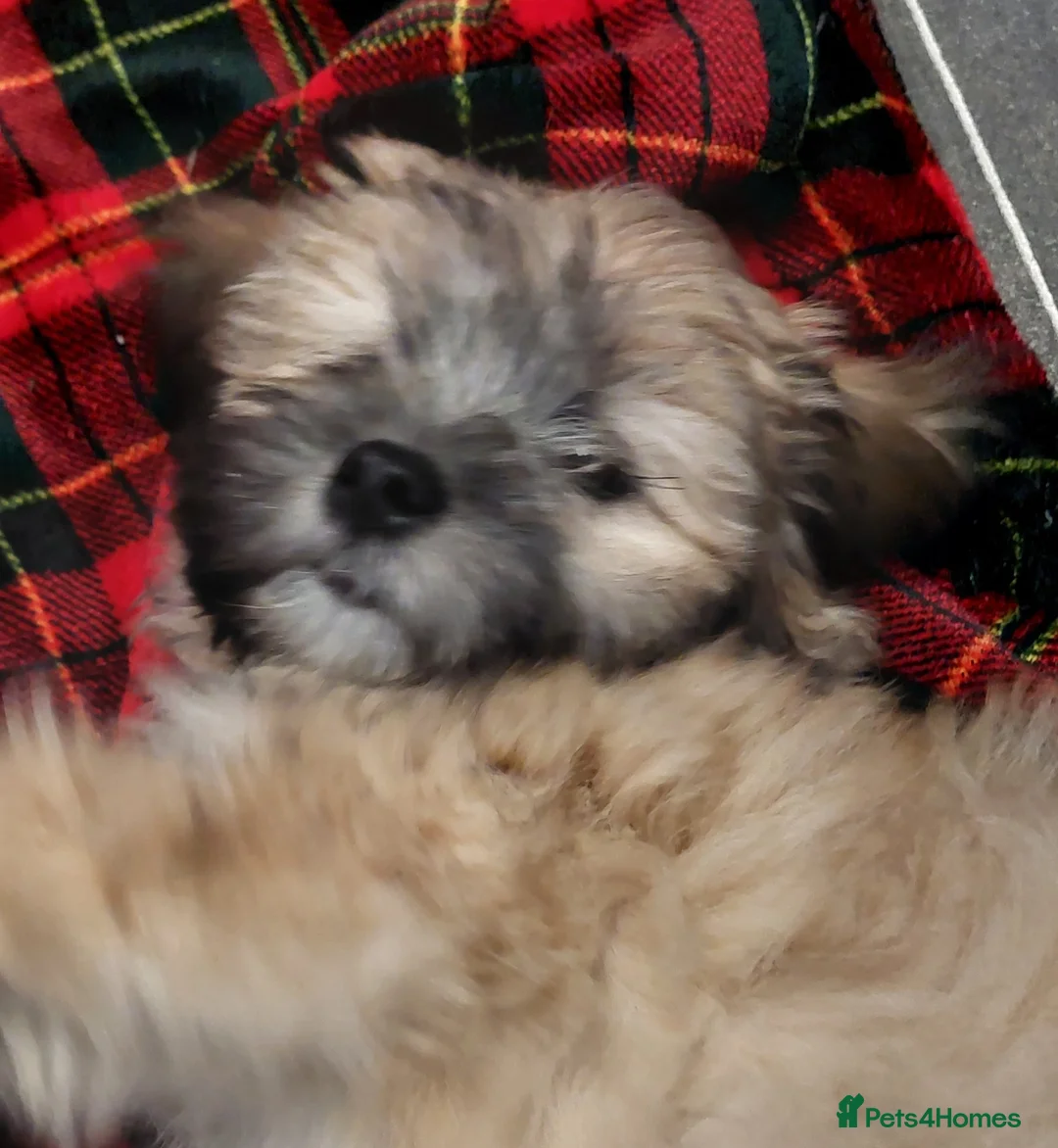 Lhasa Apso dogs for sale: KC REG LHASA APSO PUPS(1 boy left  pale blue) - Advert 22