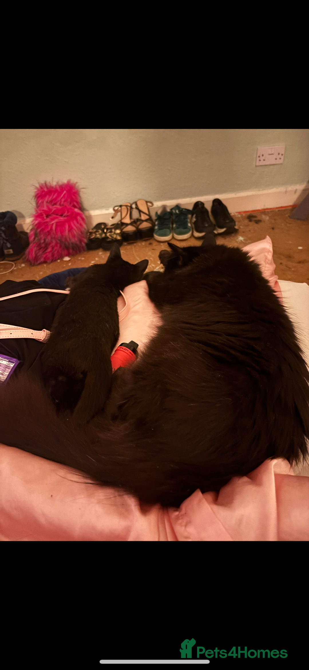 Mixed Breed cats for sale: 6 month old kitten, black with white patch. - Image 6