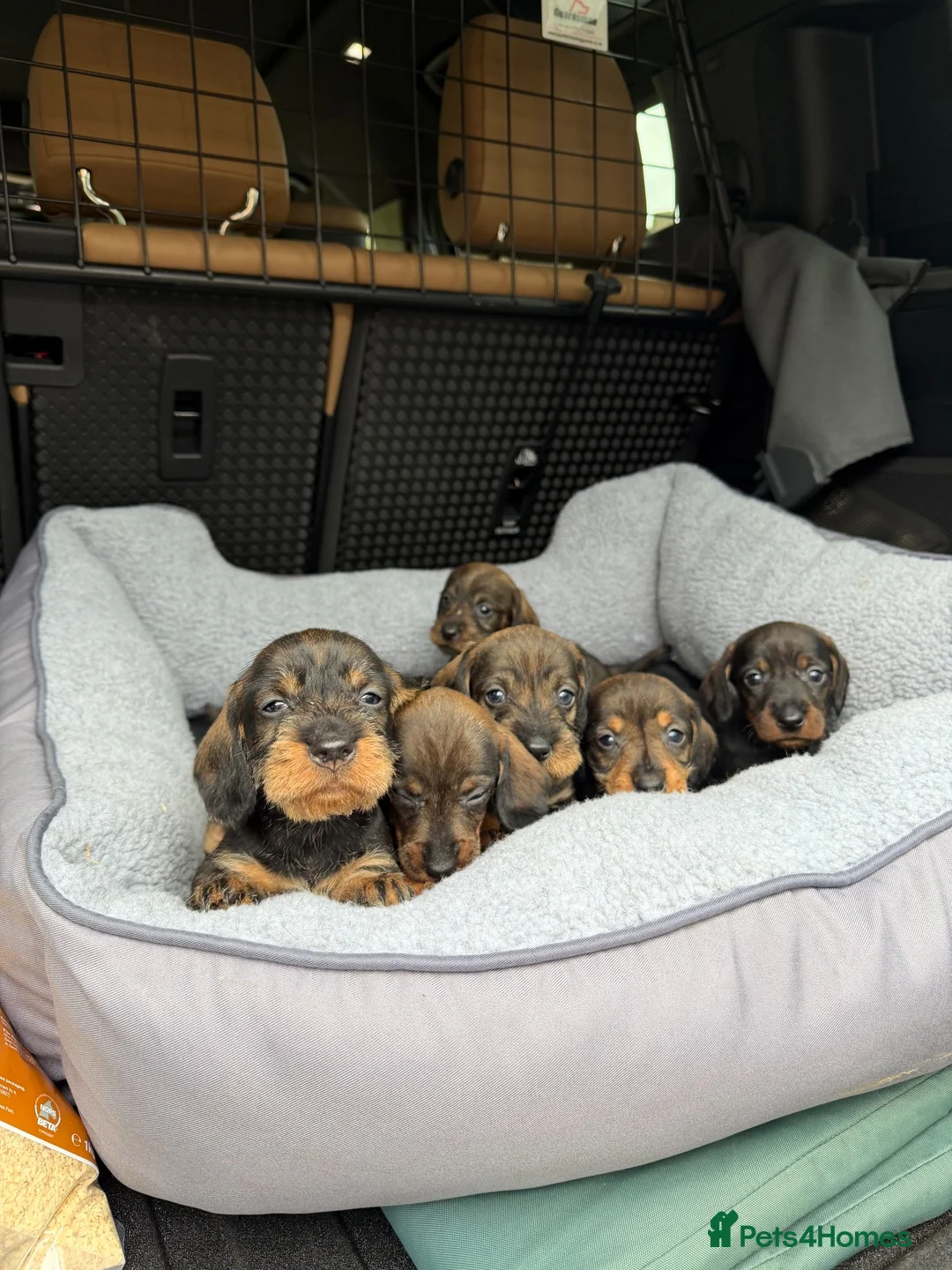 Dachshund dogs for sale: Wire haired Teckles  - Advert 3
